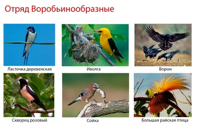 20. Систематика птиц