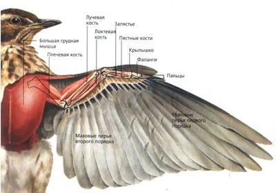 Анатомия птицы картинки