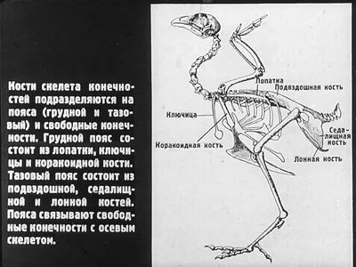 Класс птицы, подготовка к ЕГЭ по биологии