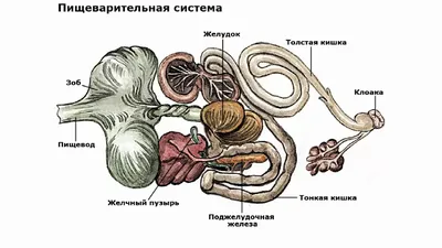 Модель анатомии птицы, курицы, сердцебиение, крыло, мышцы, ветеринарное  животное высшего качества | AliExpress