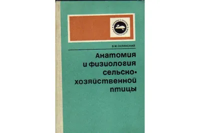 Ангельская анатомия. / ангелы :: Анатомия :: крылья :: скелет :: крылатые  люди. - JoyReactor