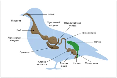 АНАТОМИЯ ЖИВОТНЫХ. ОСОБЕННОСТИ АНАТОМИЧЕСКОГО СТРОЕНИЯ ПТИЦ