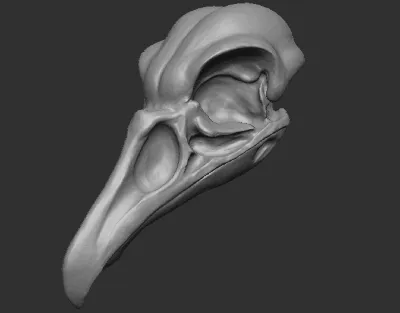 Бесплатный OBJ файл Череп птицы 🐉・Шаблон для 3D-печати для загрузки・Cults