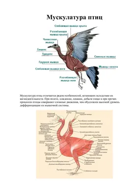 Анатомические зарисовки птиц - 48 фото