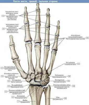 Анатомия кисти руки человека. Занимательно, интересно и понятно