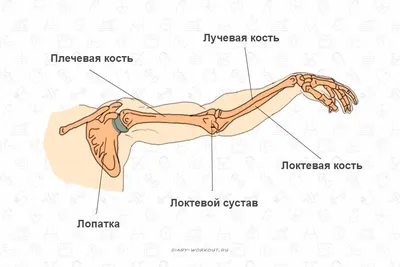 Кисть как идеальный механизм творения. Почему в кистевую хирургию  влюбляются?