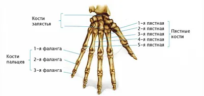 Скелет руки человека: строение. Скелет кисти руки человека | Anatomy,  Anatomy bones, Human anatomy and physiology