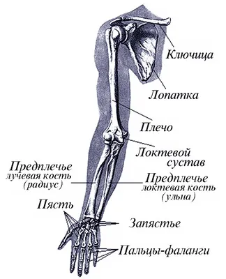 Скелетъ кисти руки, ossa manus - Ученіе о костяхъ, остеологія - Знання  анатомії на старослов'янської кирилиці - Цікава інформація медичної  спрямованості - Анатомія людини