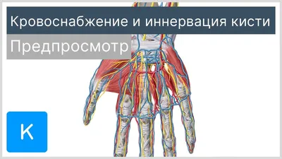 Кисть как идеальный механизм творения. Почему в кистевую хирургию  влюбляются?