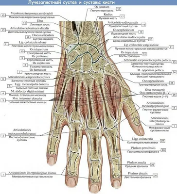 Медицинская модель человеческих мышц рук, нейроваскулярная модель, анатомия  суставов рук, Анатомия человека, хирургия рук и ног | AliExpress