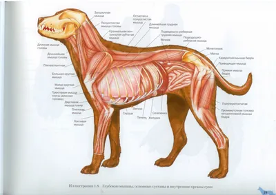 Внутренние органы собаки. Вид справа | Dog Internal Organs, Anatomy. Right  | Dog anatomy, Anatomy, Cat anatomy