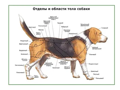 Анатомия собаки, внутреннее строение …» — создано в Шедевруме