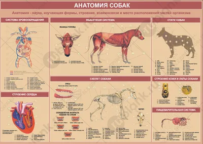 Анатомия собаки | Пикабу