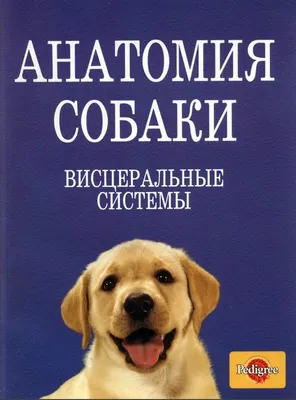 Тайная анатомия домашних животных | Пикабу