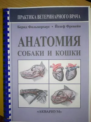 Зеленевский Н.В. Анатомия собаки — купить в Красноярске. Состояние:  Хорошее. Книги на интернет-аукционе 