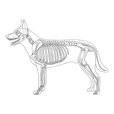 49. Класс Млекопитающие. Внешнее строение, скелет и мускулатура  млекопитающих