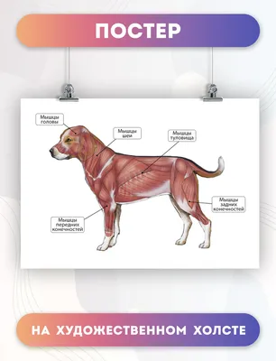 Мускулы и органы собаки, анатомия животных, патология, плакат, принты,  настенное искусство, холст, живопись, фото, подарок, комната, домашний  декор | AliExpress