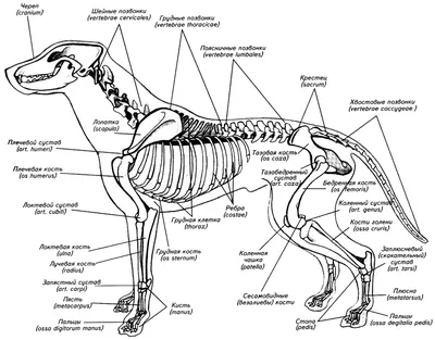 Анатомия собаки - строение скелета, внутренние органы, фото с описаниями |  PetGuru