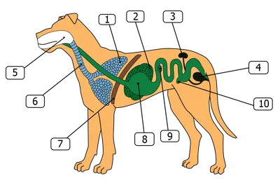 Анатомия Собаки — стоковая векторная графика и другие изображения на тему  Собака - Собака, Кишечник животного, Анатомия - iStock