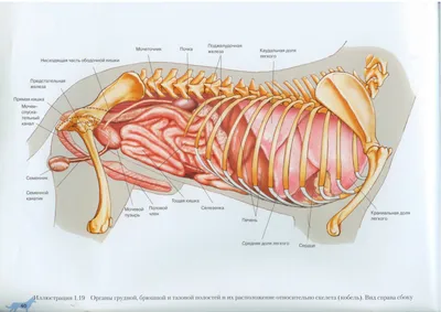 Внутренние органы собаки. Вид слева | Dog Internal Organs, Anatomy. Left |  Собаки, Ветеринария, Животные