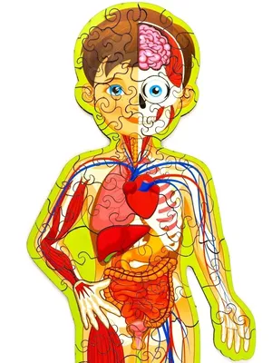 Пластическая анатомия: человеческое тело (вид сзади) | Анатомия, Тело,  Медицина
