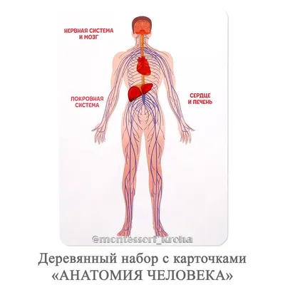 Анатомия, тело человека, строение …» — создано в Шедевруме