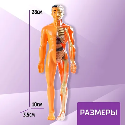 Сердце человека: где находится, как выглядит и работает, почему может болеть