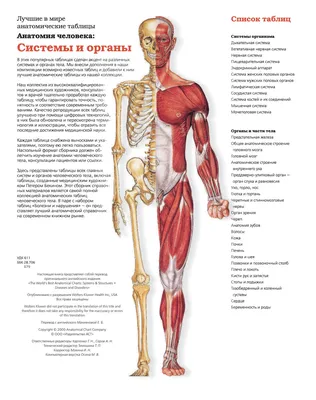 Анатомия глаза