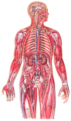 Строение внутренних органов человека | Уроки биологии, Углубленное изучение  биологии, Учащиеся медучилища
