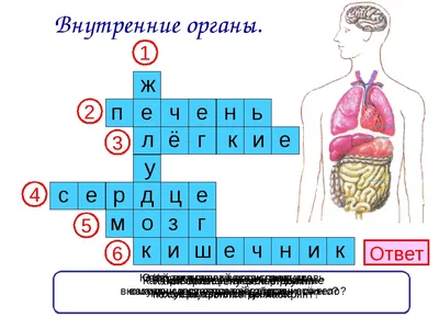 Сердце: как болит, где находится, строение, функции