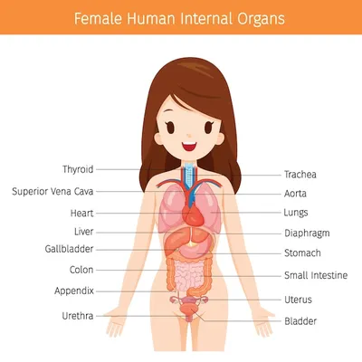 анатомия мышц женского тела - Поиск в Google | Anatomia humana, Anatomia  dos músculos humano, Músculos do corpo humano