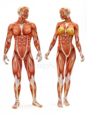 Коллекция анатомии женского тела 3D Модель $419 - .3ds .blend .max .fbx  .lxo .obj .ma .c4d - Free3D
