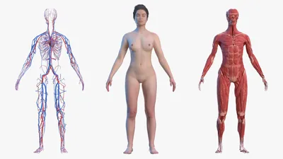 Полная анатомия женского тела 3D Модель $599 - .3ds .blend .c4d .fbx .max  .ma .lxo .obj - Free3D