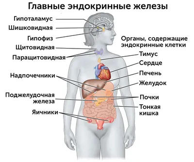 Скачать - Анатомия человека женщины мышцы. 3D иллюстрации и пути ди  отрезать внутри — стоковое изображ… | Human muscle anatomy, Human anatomy  female, Female anatomy