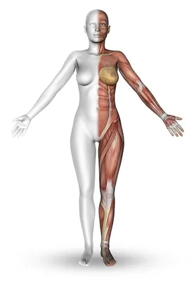 Женское тело с трех ракурсов — стоковая иллюстрация | Figuras de la moda,  Silueta del cuerpo humano, Ilustración de moda