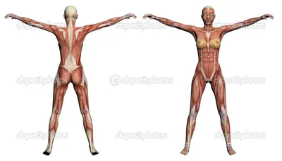 Female Muscle Anatomy