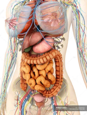 Анатомия женского тела» — создано в Шедевруме