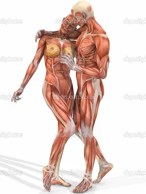 тело женщины фото анатомия: 10 тыс изображений найдено в Яндекс.Картинках |  Anatomy art, Human anatomy art, Human anatomy drawing