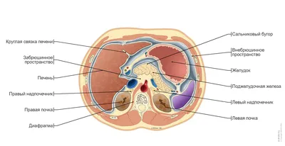 Пищеварительная система : нормальная анатомия | e-Anatomy