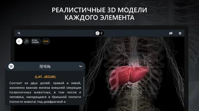 Модель человеческой пищеварительной системы, анатомия желудка, большой  кишечник, цикум для прямой кишки, модель для создания внутреннего органа  человека | AliExpress