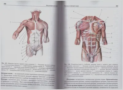 АНАТОМИЯ ЧЕЛОВЕКА - что такое в Энциклопедии Кольера