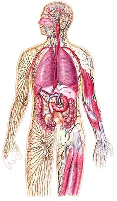 Лимфатические сосуды и узлы пищевода (анатомия человека) плакат глянцевый  А2+, плотная фотобумага от 200г/м2 - купить с доставкой по выгодным ценам в  интернет-магазине OZON (262322144)