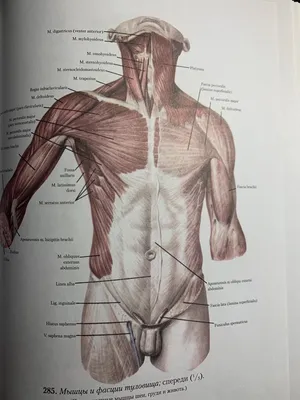 Анатомия желудочно-кишечного тракта (ЖКТ) | Meddoc