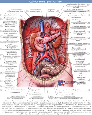 Пищеварительная система : нормальная анатомия | e-Anatomy