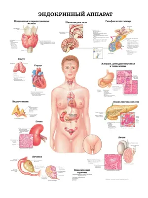 Анатомия : Мышцы живота.