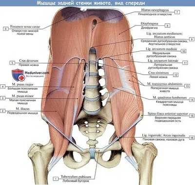 Анатомия : Мышцы живота. | Мышцы живота, Анатомия, Мышцы