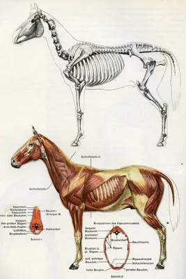 Анатомия животных | Horse anatomy, Animal skeletons, Anatomy for artists