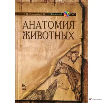 Иллюстрация 20 из 23 для Атлас анатомии домашних животных - Иван Осипов |  Лабиринт - книги. Источник: Юта