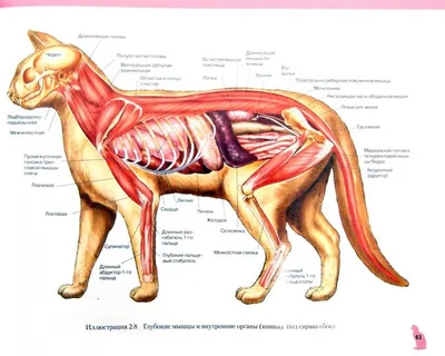 Основные артерии собаки | Dog Vascular Anatomy. Arteries | Ветеринар, Анатомия  животных, Собаки