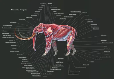 Анатомия доисторических существ | Пикабу